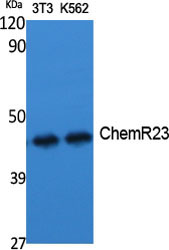 CMKLR1