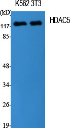 HDAC5