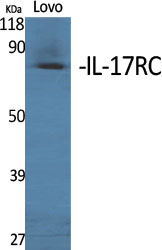 IL-17 Receptor C