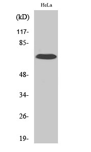Rabbit Polyclonal Antibody to IL-17 Receptor C