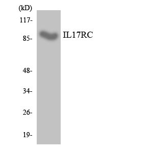 Rabbit Polyclonal Antibody to IL-17 Receptor C