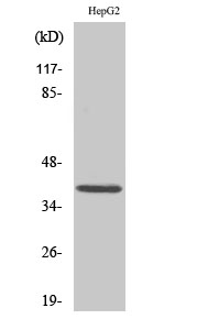 Rabbit Polyclonal Antibody to MCL1