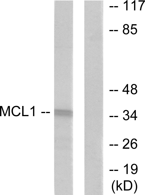Rabbit Polyclonal Antibody to MCL1
