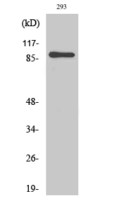 MSK1