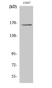 Rabbit Polyclonal Antibody to Myomesin 2