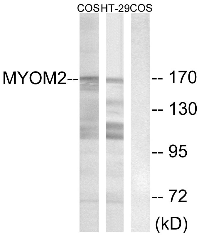 Rabbit Polyclonal Antibody to Myomesin 2