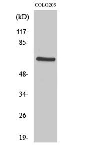 PDPK1