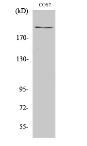 Rabbit Polyclonal Antibody to ZFP106