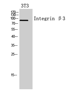 Integrin beta 3