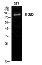 Rabbit Polyclonal Antibody to Integrin beta 3