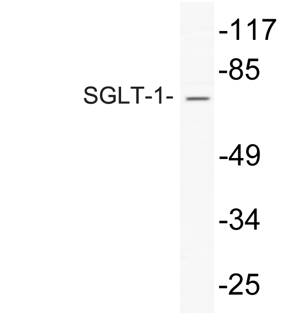 SGLT1