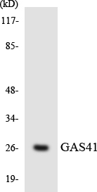 GAS41