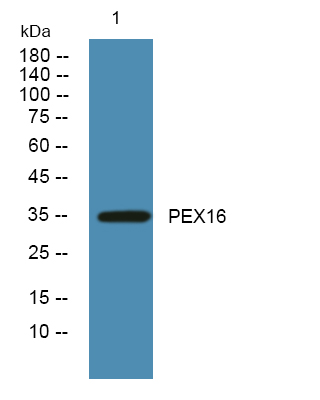 PEX16