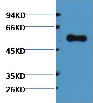 Alliinase