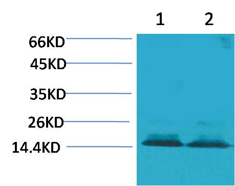 Histone H3 (Citruline R2+R8+R17)
