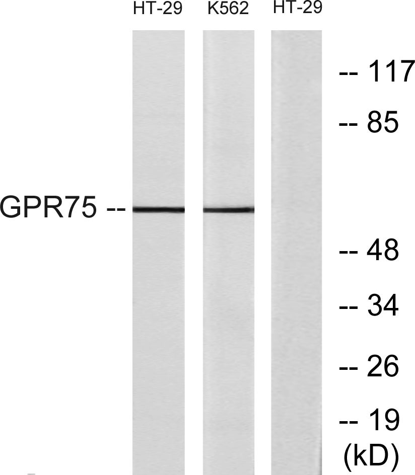 GPR75
