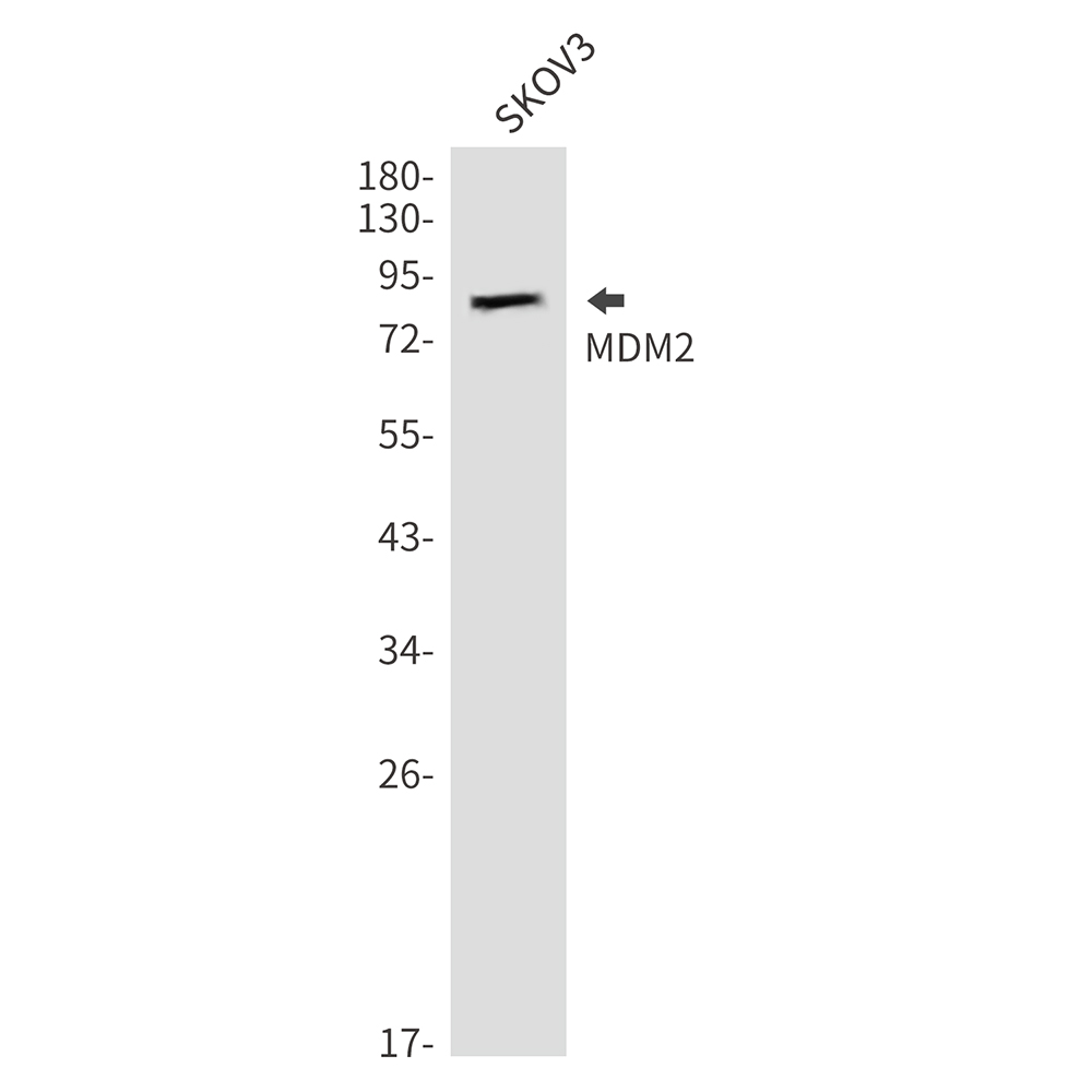 MDM2
