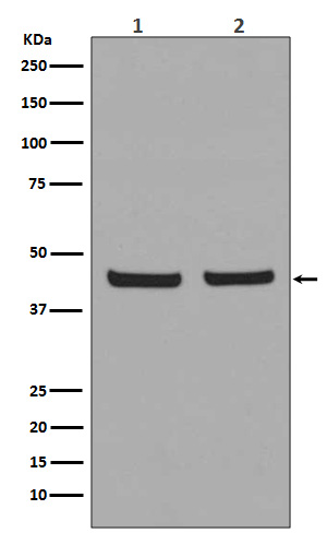 PHD1