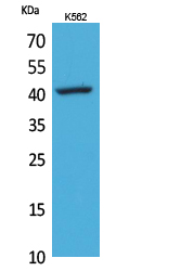 CD62L