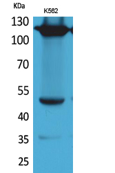 Integrin alpha 4