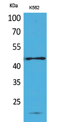 CD241
