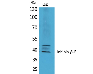 Inhibin beta E