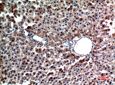 Rabbit Polyclonal Antibody to FGL1