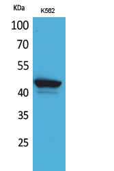 CD1E