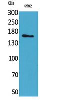Laminin gamma 2
