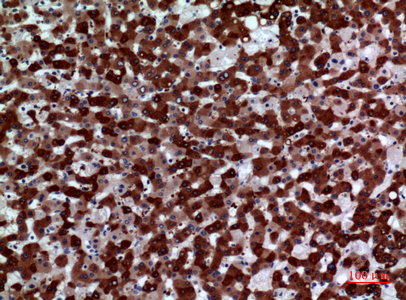 Rabbit Polyclonal Antibody to FMO3
