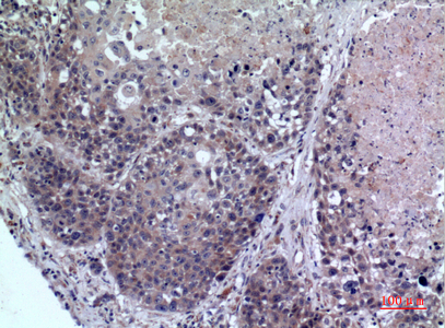 Rabbit Polyclonal Antibody to FMO3