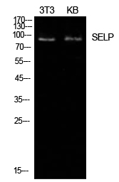 CD62P