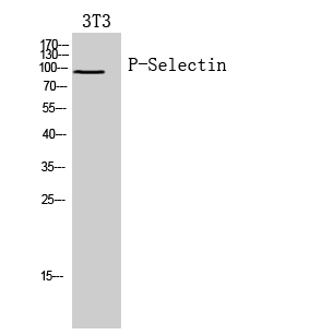 Rabbit Polyclonal Antibody to CD62P