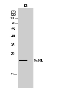 Rabbit Polyclonal Antibody to OX40L