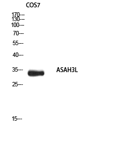 ASAH3L