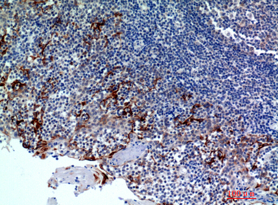 Rabbit Polyclonal Antibody to CMTM8