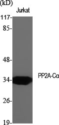 PP2A alpha