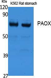 PAOX