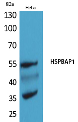 HspBAP1