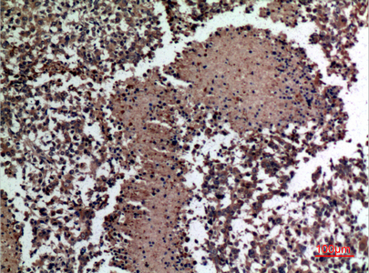 Rabbit Polyclonal Antibody to HspBAP1