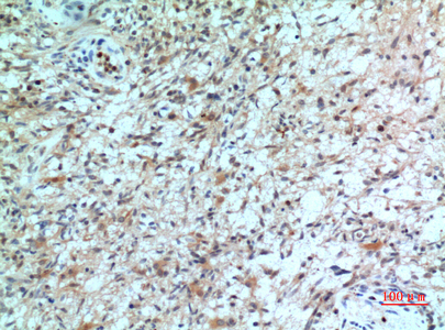 Rabbit Polyclonal Antibody to CXCR2