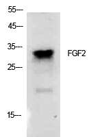 FGF2