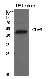 GDF6
