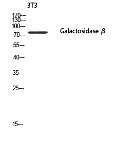 GLB1