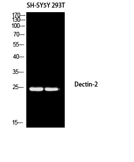 Dectin-2