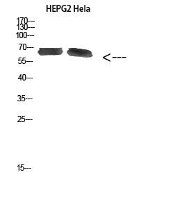 NOP56