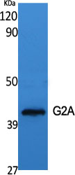 GPR132