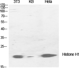 Histone H1