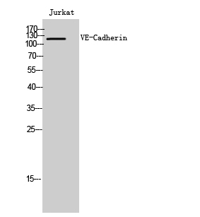 Cadherin 5