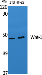 Wnt1
